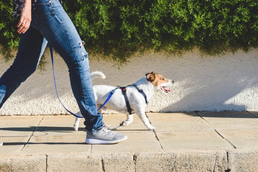 come proteggere le zampe del cane dal caldo