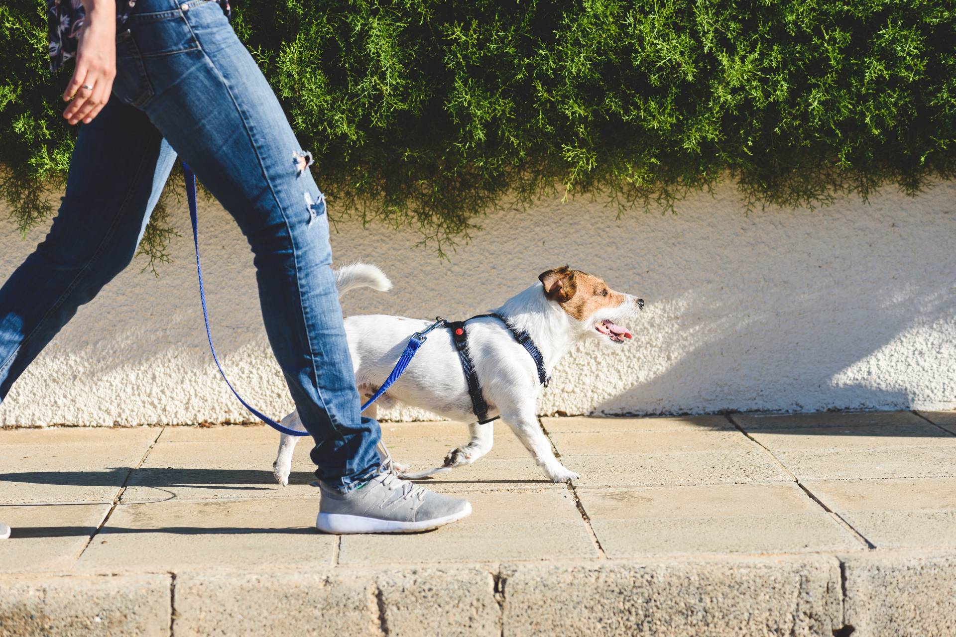 Stivaletti per cani: proteggi le zampette del tuo amico