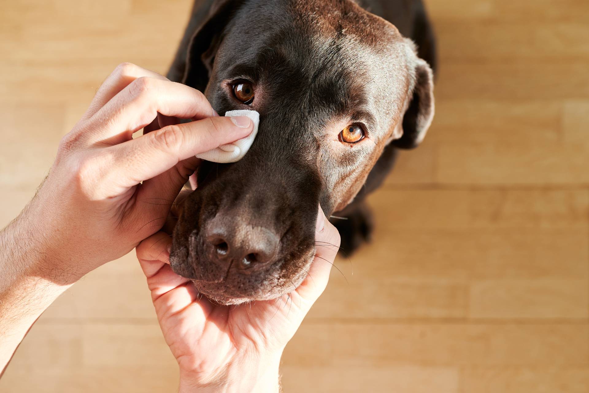 Come pulire le zampe al cane senza infastidirlo