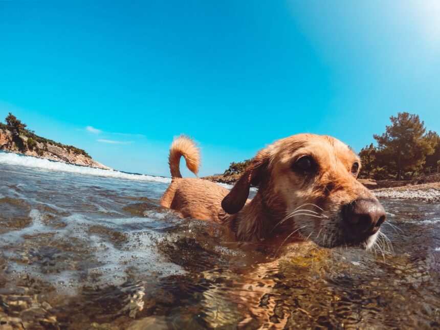 lavare il cane dopo il bagno al mare è importante per prevenire irritazioni