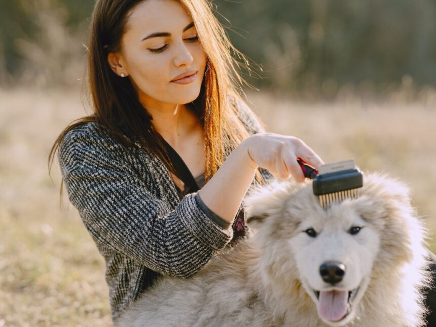come spazzolare il cane nel modo corretto