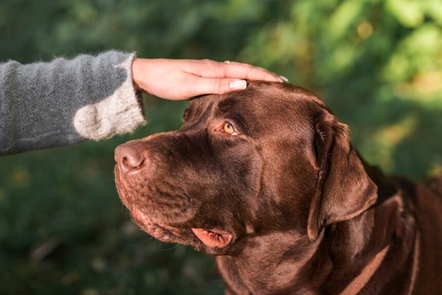 Immagine che ritrae ragazza che non ha più paura dei cani.