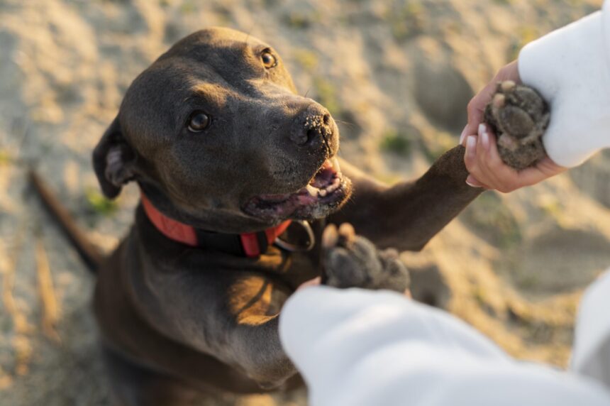 Immagine ritraente cane con antiparassitario.