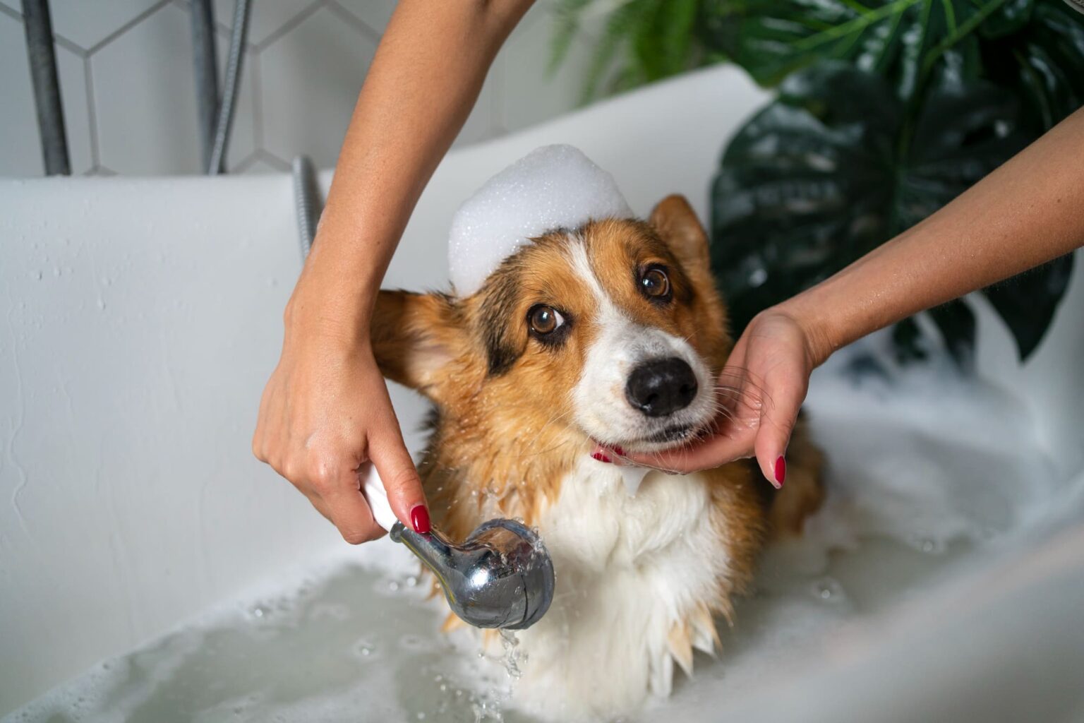 Come lavare il cane