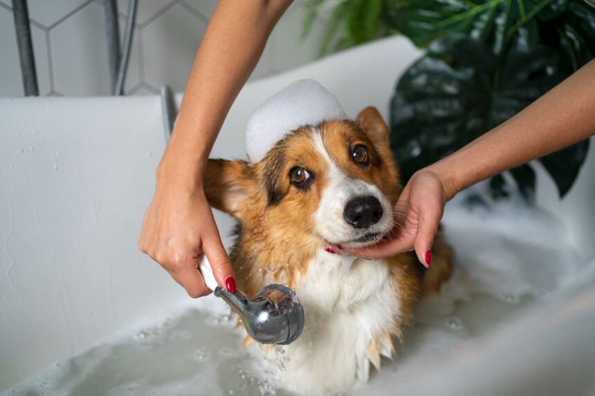 Come lavare il cane