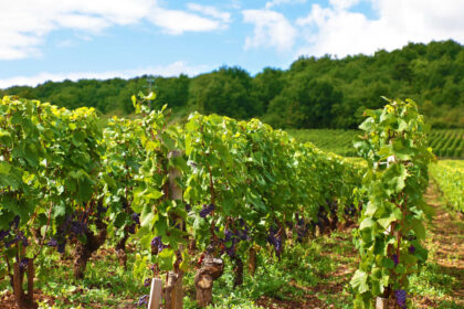Cos'è un vino naturale