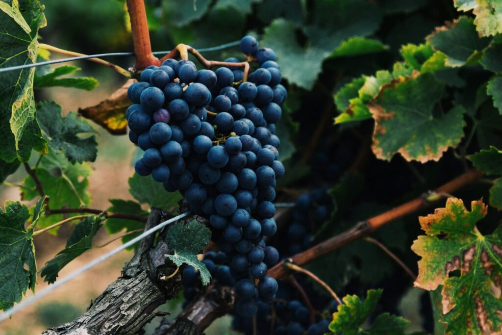 Differenza tra vino naturale e biologico