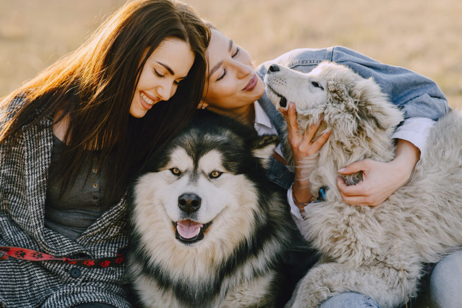 Accogliere il secondo cane in casa