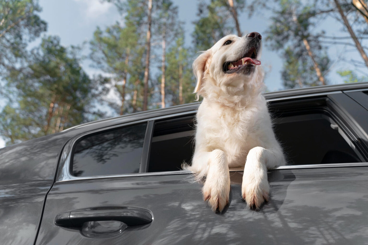 Viaggiare in auto con il cane