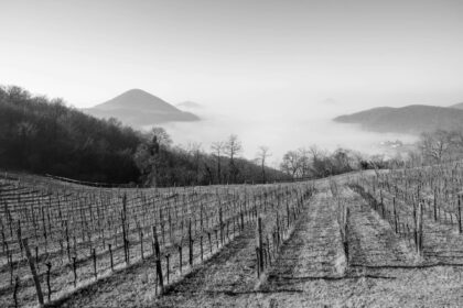 vendemmia ice wine in inverno