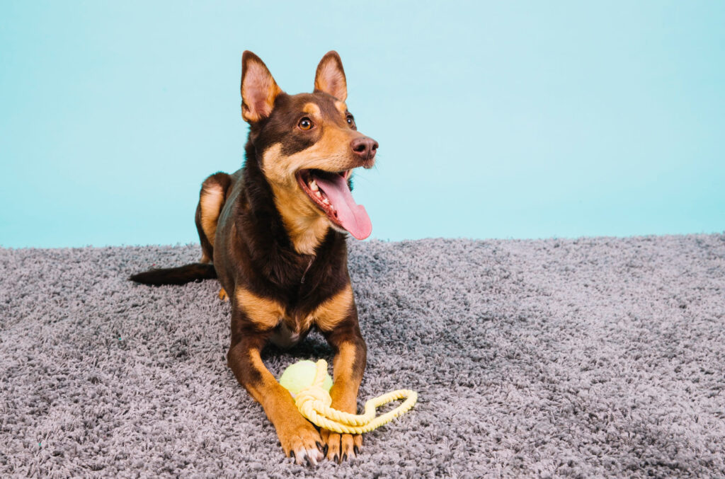 cane gioca con pallina gialla