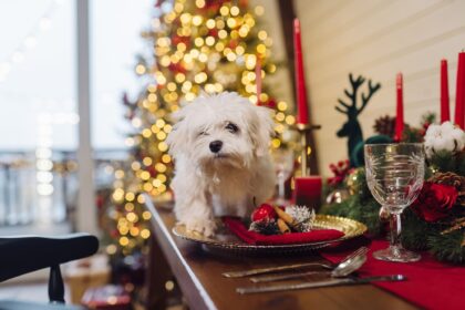 cane sulla tavola di natale apparecchiata