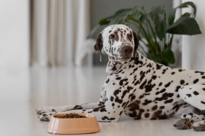 dalmata con ciotola di croccantini