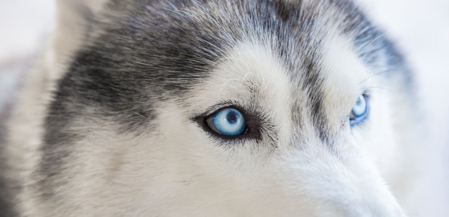 husky con occhi celesti