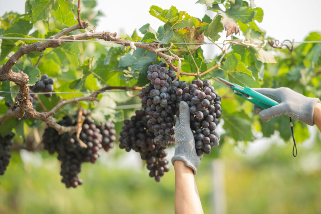 vendemmia