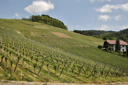 vigna