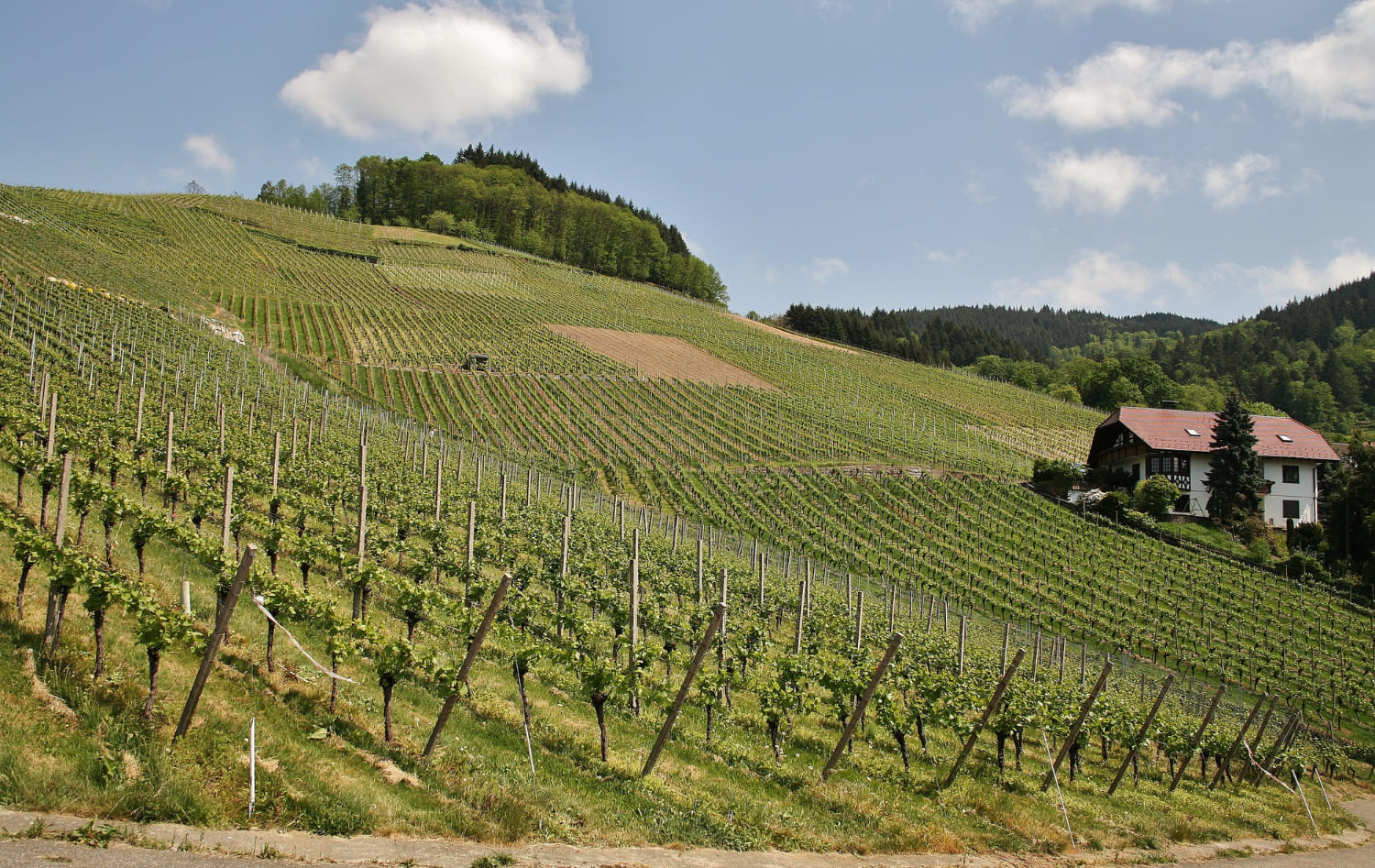vigna