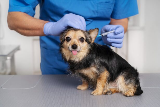 veterinario inietta microchip a cane