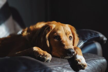 golden triste su poltrona di pelle scura