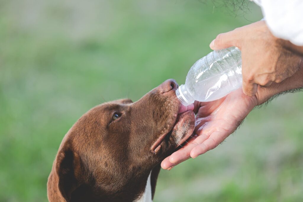 cane beve acqua da una bottiglia di plastica