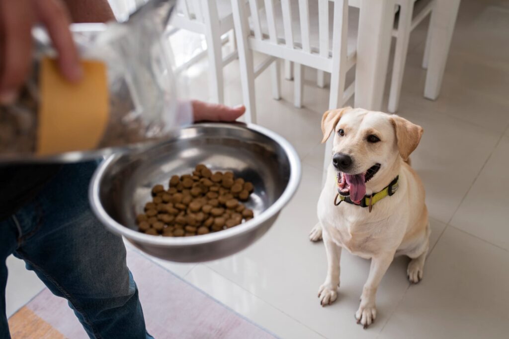 cane guarda persona che versa croccantini nella ciotola
