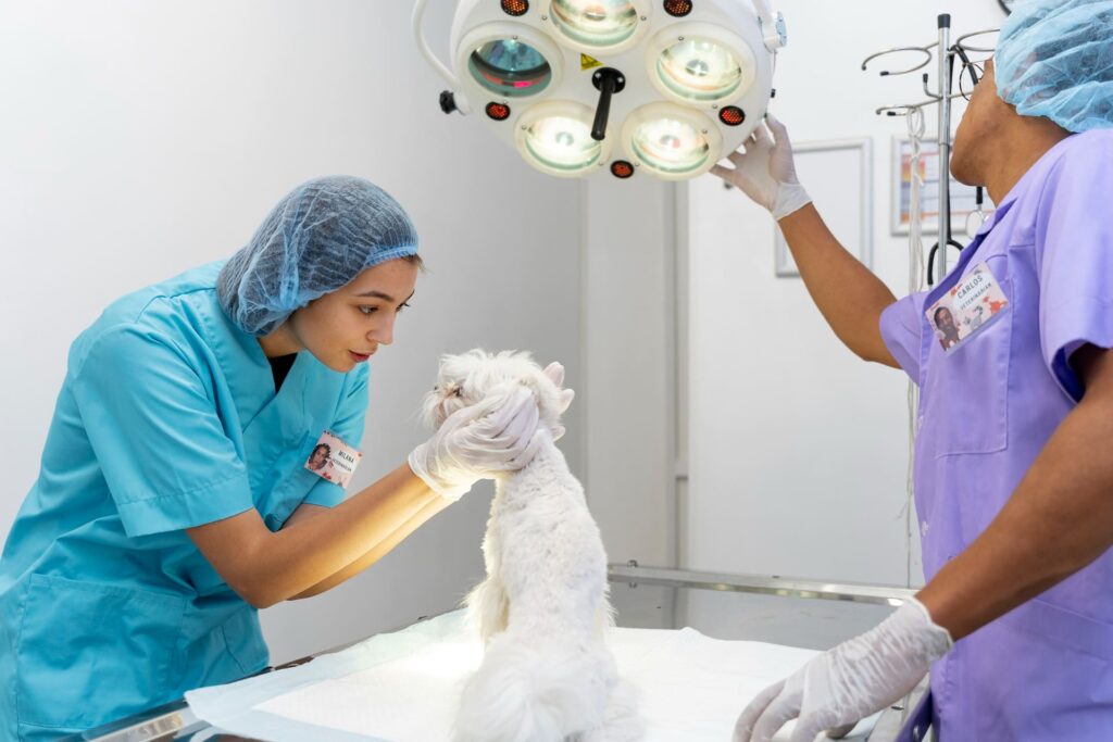 cane sul lettino operatorio con veterinari