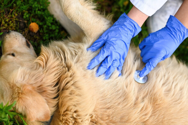 cane sdraiato per terra visitato dal veterinario