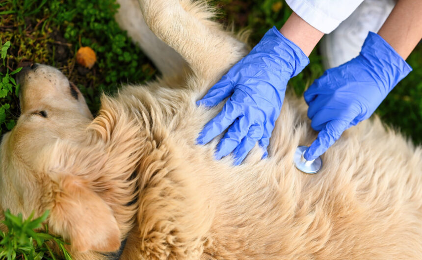 cane sdraiato per terra visitato dal veterinario