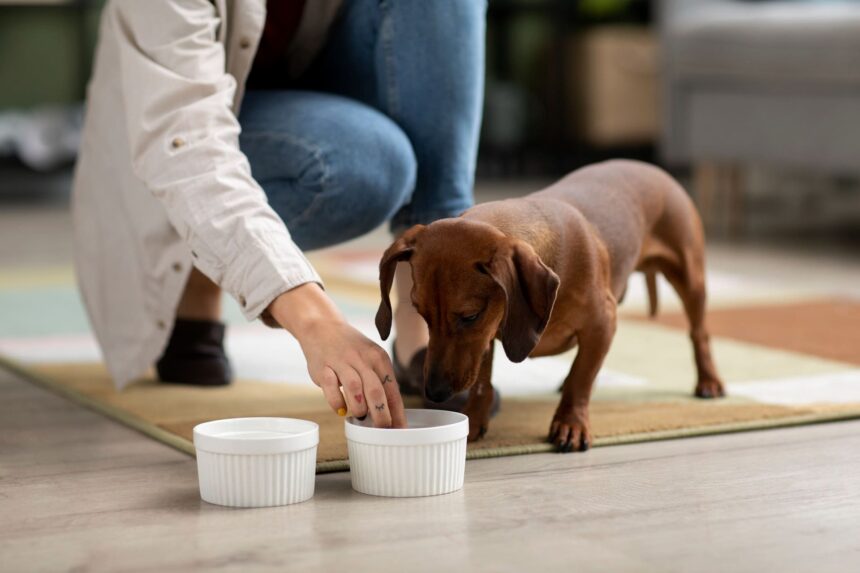 cucciolo di cane mangia dalla ciotola