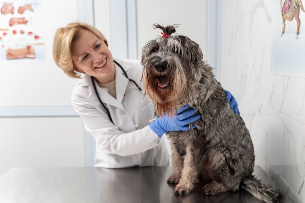 veterinaria visita cane