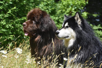 cani terranova e malamute accucciati tra l'erba