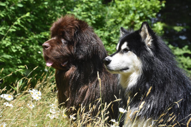 cani terranova e malamute accucciati tra l'erba
