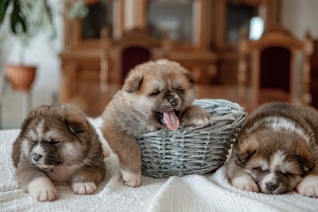cuccioli di cane dormono sul letto