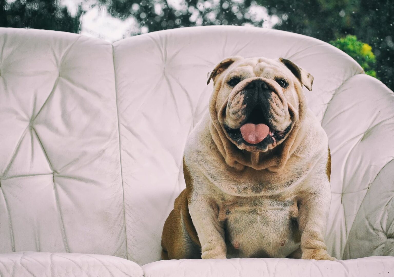 bulldog obeso seduto sul sofa