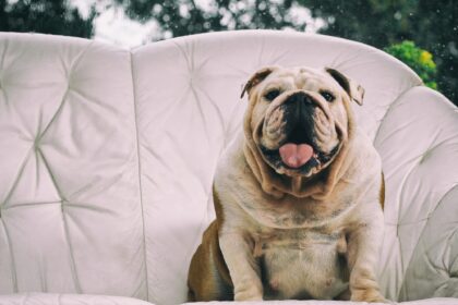 bulldog obeso seduto sul sofa