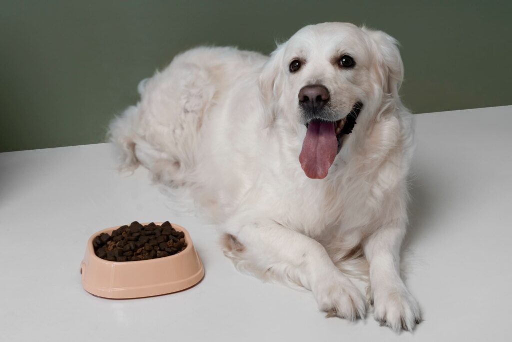 cane bianco con croccantini di ciotola