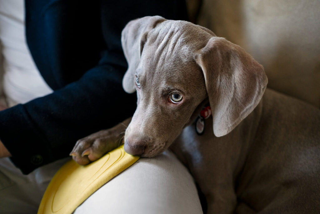 cane con giochino giallo in bocca