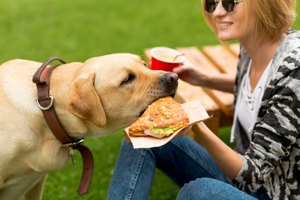 cane mangia cibo tenuto in mano da una donna