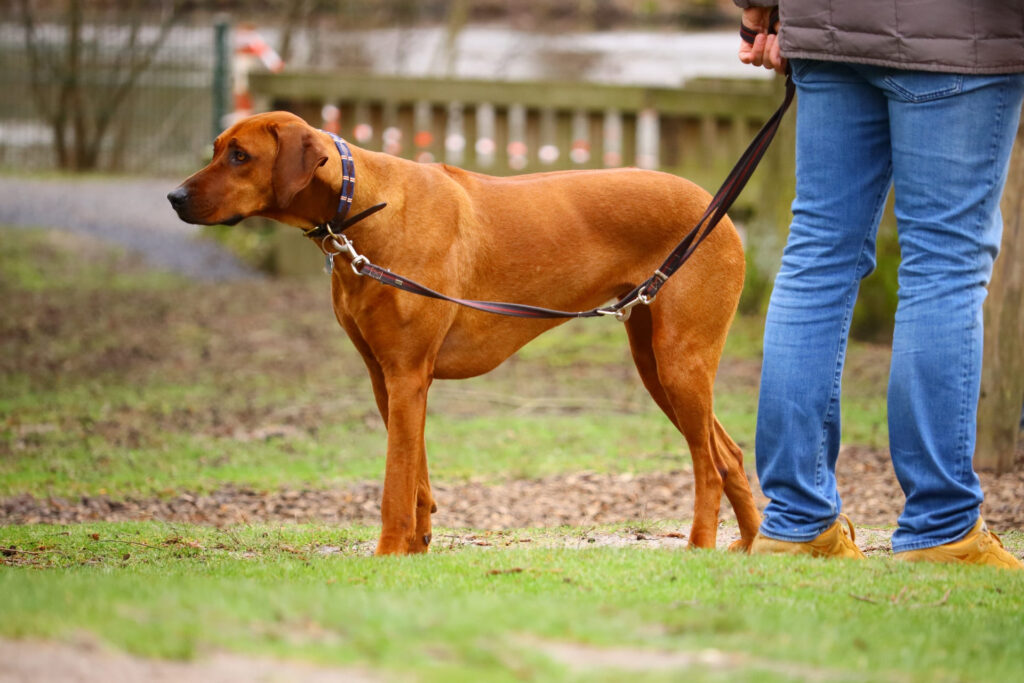 cane tenuto al guinzaglio dal padrone al parco