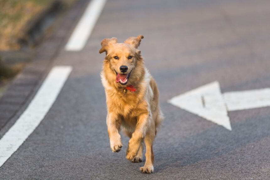 cane scappa